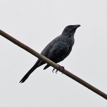 Moluccan Starling