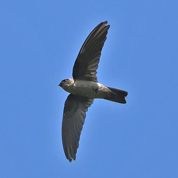 Moluccan Swiftlet