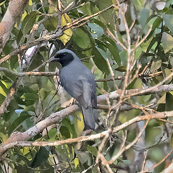 North Moluccan Cicadabird