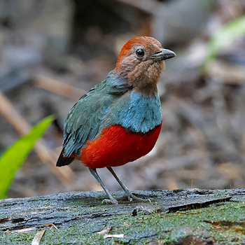 North Moluccan Pitta