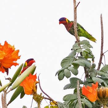 Ornate Lorikeet