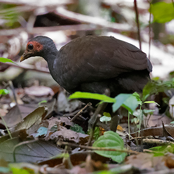 Philippine Megapode
