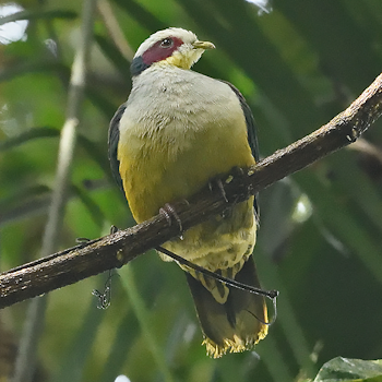 Red-eared Fruit-dove