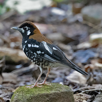 Rusty-backed Thrush