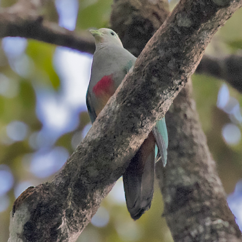 Scarlet-breasted Fruit-dove