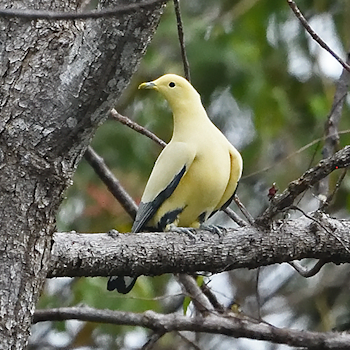 Silver-tipped Imperial-pigeon