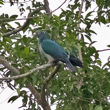 Spectacled Imperial-pigeon