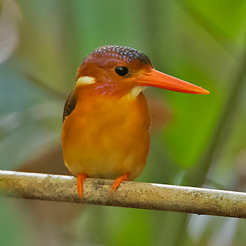 Sulaswesi Dwarf-kingfisher