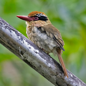 Sulaswesi Lilac Kingfisher