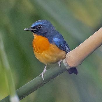 Sulawesi Blue Flycatcher