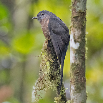 Sulawesi Brush Cuckoo