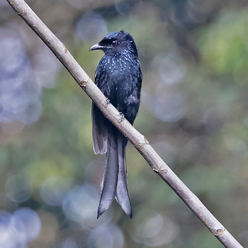 Sulawesi Drongo