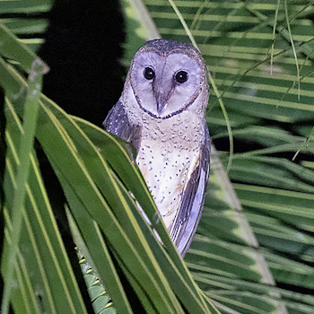 Sulawesi Masked-owl