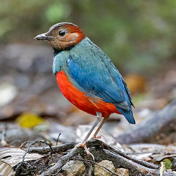 Sulawesi Pitta
