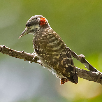 Sulawesi Pygmy Woodpecker