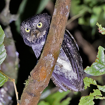 Sulawesi Scops-owl