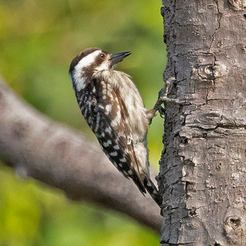 Sunda Pygmy Woodpecker