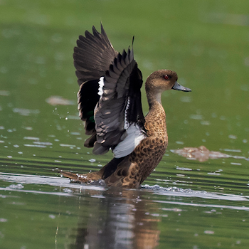 Sunda Teal