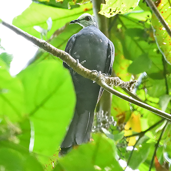 White-faced Cuckoo-dove