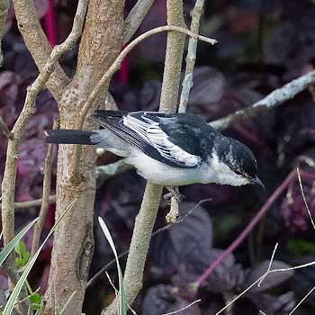 White-shouldered Triller