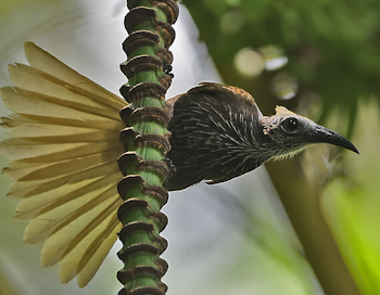 White-streaked Friarbird