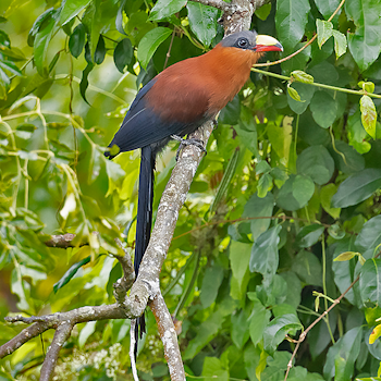 Yellow-bellied Malkoha