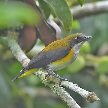 Yellow-sided Flowerpecker