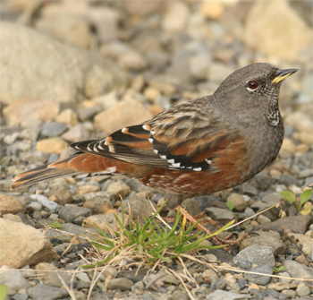 Alpine Accentor