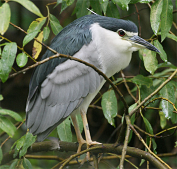 Black-crowned Night-heron