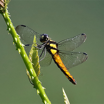 Black-tailed Skimmer