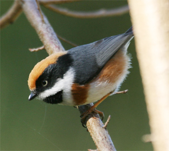 Black-throated Tit