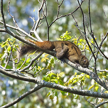 Chestnut-bellied Squirrel