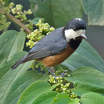 Chestnut-bellied Tit