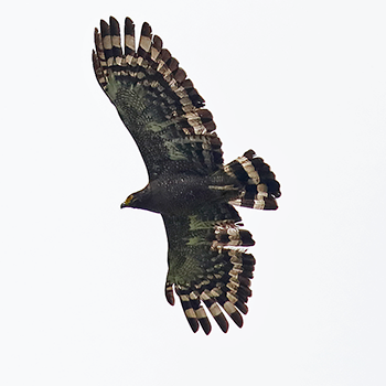 Crested Serpent-eagle