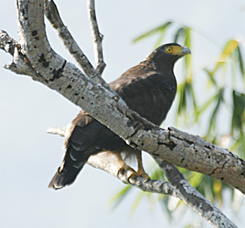 Crested Serpent-eagle