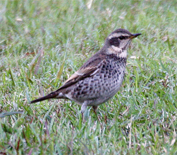 Dusky Thrush