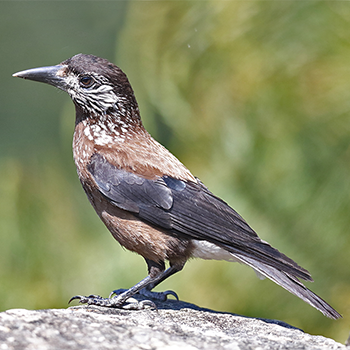 Eurasian Nutcracker