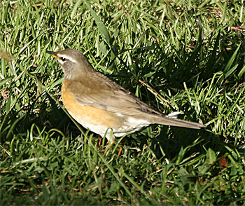 Eye-browed Thrush