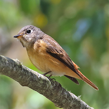 Ferruginous Flycatcher