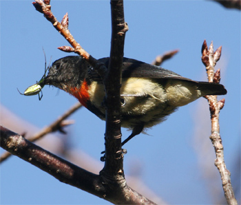 Flame-throated Flowerpecker