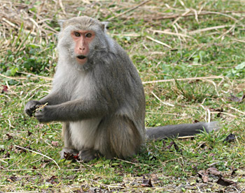 Formosan Macaque