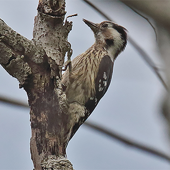 Grey-capped Woodpecker