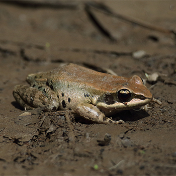 G&uumlaut;nther's Frog