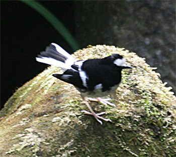Little Forktail