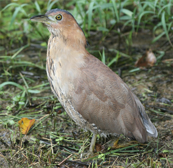 Malayan Night-heron