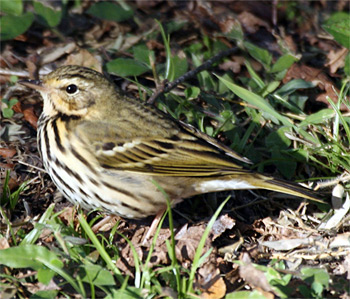 Olive-backed Pipit
