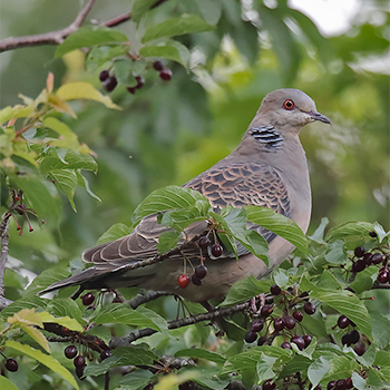 Oriental Turtle-dove