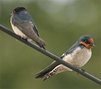 Pacific Swallow