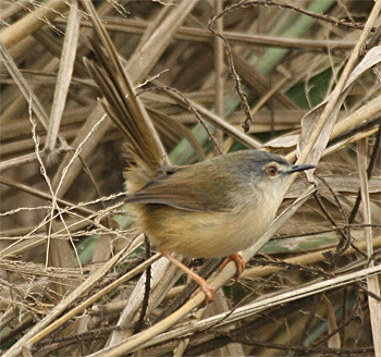 Plain Prinia