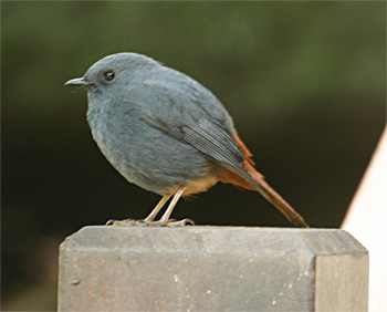 Plumbeous Redstart